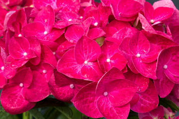 red hortensia flowers