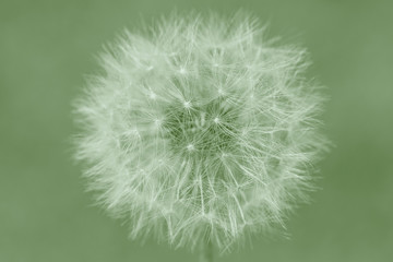 close up of blowball flower against green background