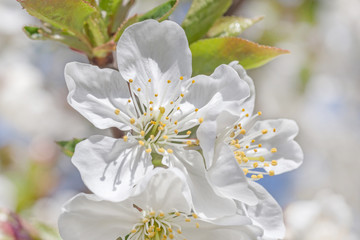 Obraz premium close up of white cherry tree blossoming at spring