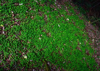 green grass background