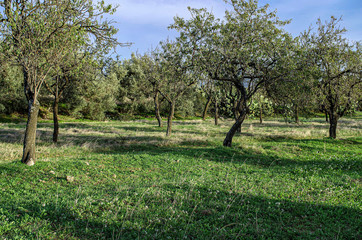 Almond trees photographed in the Sardinia countryside