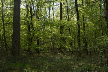 Fototapeta na wymiar Buchen Eichen Laub Misch Wald im Frühling