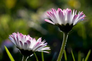 Stokrotka pospolita, bellis perennis © ChemiQ