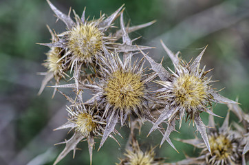 Perennial Spiny Wild Plant Photographed in the Countryside of Sardinia Italy