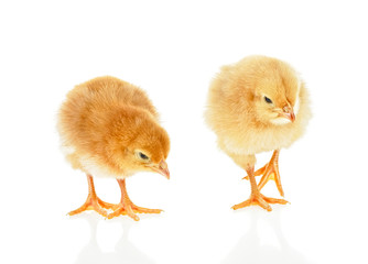 Two little chicken isolated on a white background