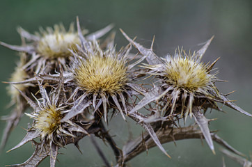 Perennial Spiny Wild Plant Photographed in the Countryside of Sardinia Italy