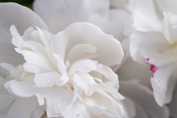 Closeup of White Peonies Against Black Background