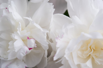 Closeup of White Peonies Against Black Background