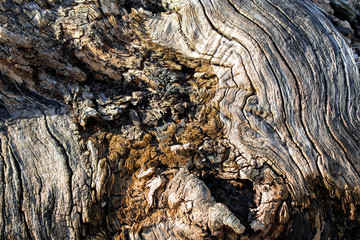 Texture of old dry tree with wavy brown swirled grooves.