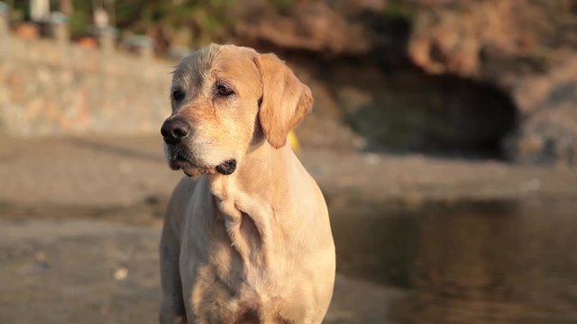 Portrait Of Labrador, Golden Retriever, Dog in the sunset light