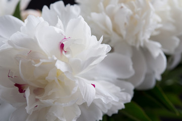 Closeup of White Peonies Against Black Background