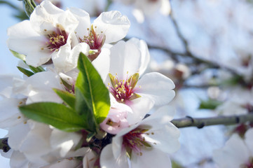 White flowers and buds of an cherry tree in spring blossom.