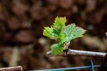 Bud break in an Oregon vineyard, a closeup of new leaves sprouting on grapevines, with a dark blurred background of tilled soil. 