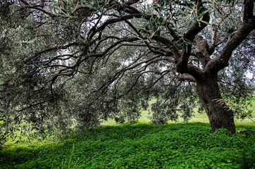Olive trees photographed in the Sardinia countryside