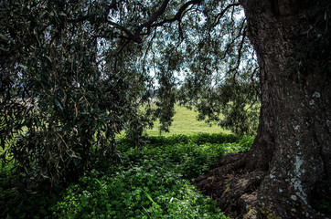 Olive trees photographed in the Sardinia countryside