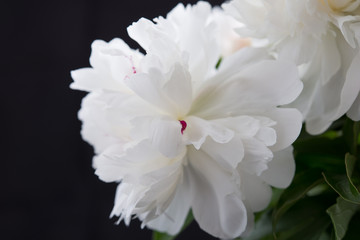 Closeup of White Peonies Against Black Background