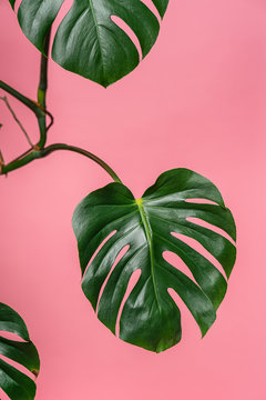 Tropical Plant On Pink Background