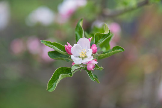 Apple tree flower blooming
