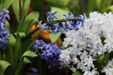 Fototapeta premium spring flowers in the garden