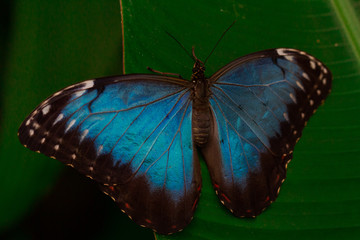 
Blue butterfly on green plant