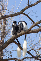 
monkey on a tree and behind it a blue sky