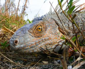 Iguana
