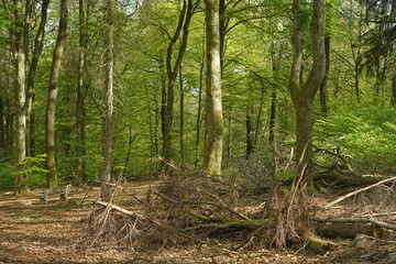 Buchen Eichen Laub Misch Wald im Fr&uuml;hling