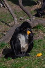 
monkey eats fruit on the grass in the wild