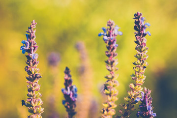 Purple blue Salvia, salvia farinacea in sunset lighting, flowers blooming in the garden. Violet sage flowers. Background of blur field. Blurred soft focus.