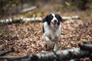 Dog breed Russian Spaniel runs in the autumn forest along the autumn leaves