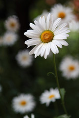 Obraz premium white daisy flower