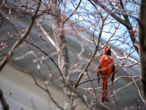 red singing cardinal on a branch