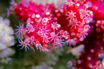 Macro polyps of Red Chili Coral - Alcyonium palmatus