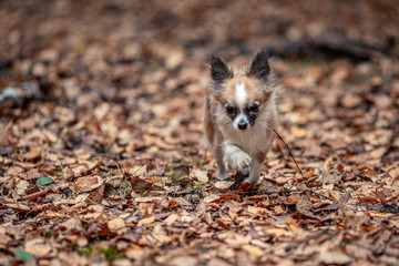 Little chihuahua walks in the autumn forest