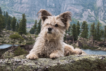 A small gray shaggy dog ​​lies on a rock in the mountains, a funny little dog