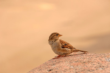 sparrow sitting on a granite stone, turning his head back