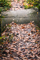 Obraz premium Autumn forest footpath with fallen leaves.