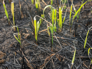 Green Grass of ashes ground
