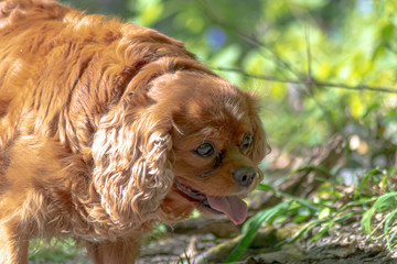 dog in the grass