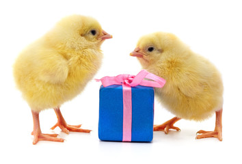 Chickens and gift.