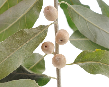 Branch of wild olives.