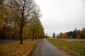 a beautiful perspective of a city at the end of autumn 