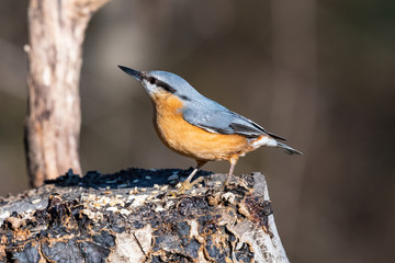 Picchio muratore mangia nel bosco