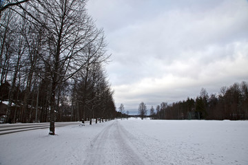 Winter City Scene . snowy road with perspective of  trees