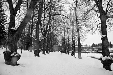 Winter City Scene . snowy park with perspective of trees