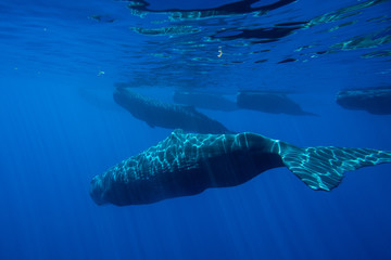 Naklejka premium Underwater shot of a family of sperm whales. Mauritius