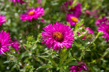 Obraz premium Aster (daisy) flower blooming in a garden