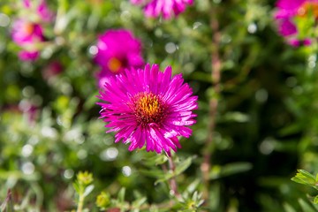 Aster (daisy) flower blooming in a  garden