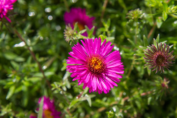 Aster (daisy) flower blooming in a  garden