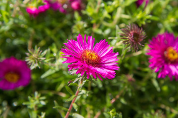 Fototapeta premium Aster (daisy) flower blooming in a garden